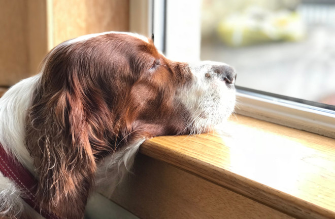 Dog with separation anxiety looking for owner at the window.