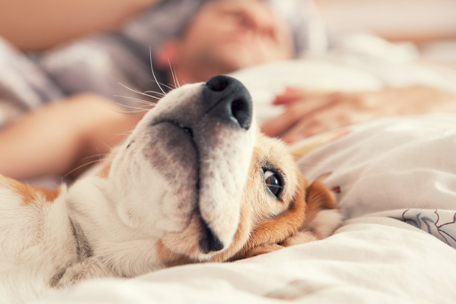 A golden retriever sleeping in bed with their dog owner.