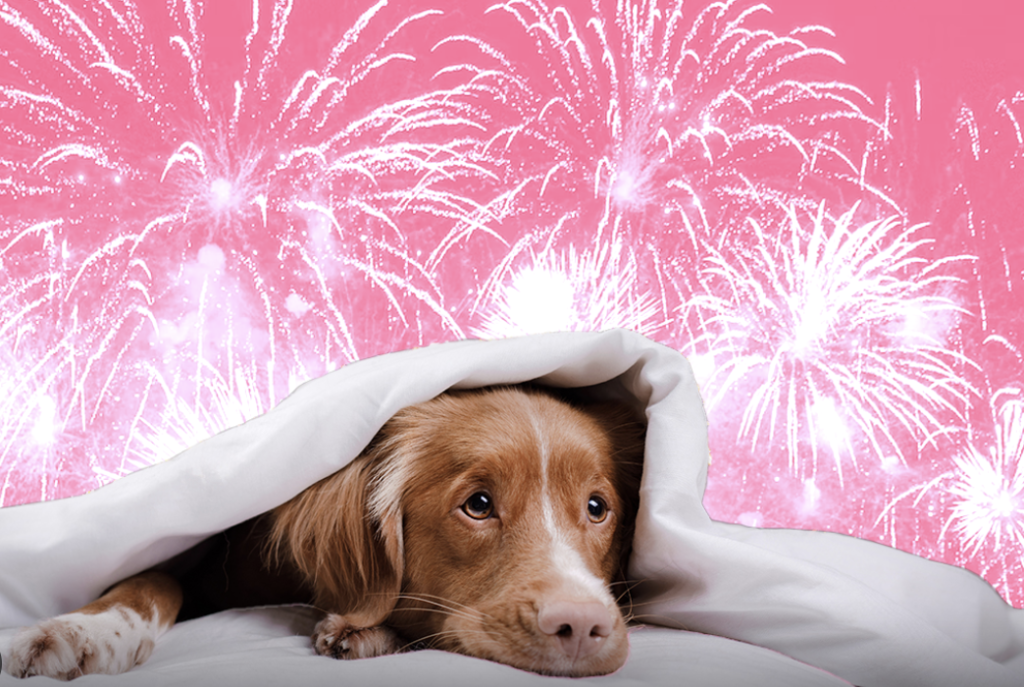 A dog afraid of fireworks.