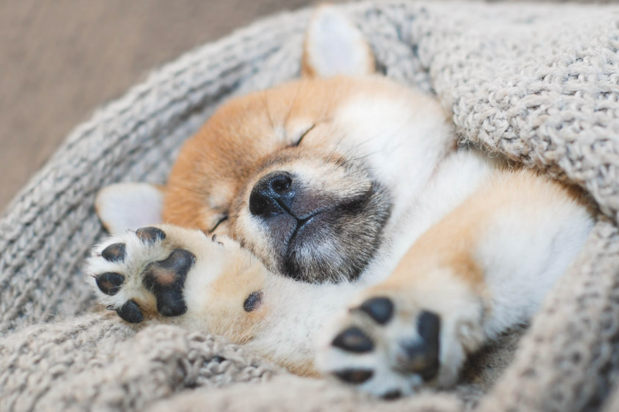 Puppy falling asleep