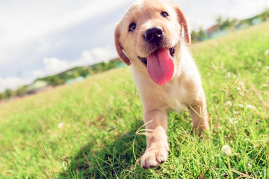 A puppy of golden retriever in a park.
