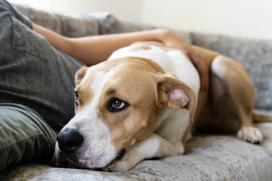 Dog with anxiety on the couch with their dog owner.