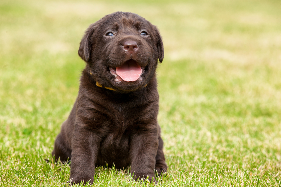 Golden retriever in a park.