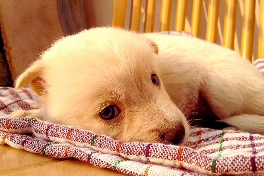 Puppy falling asleep..