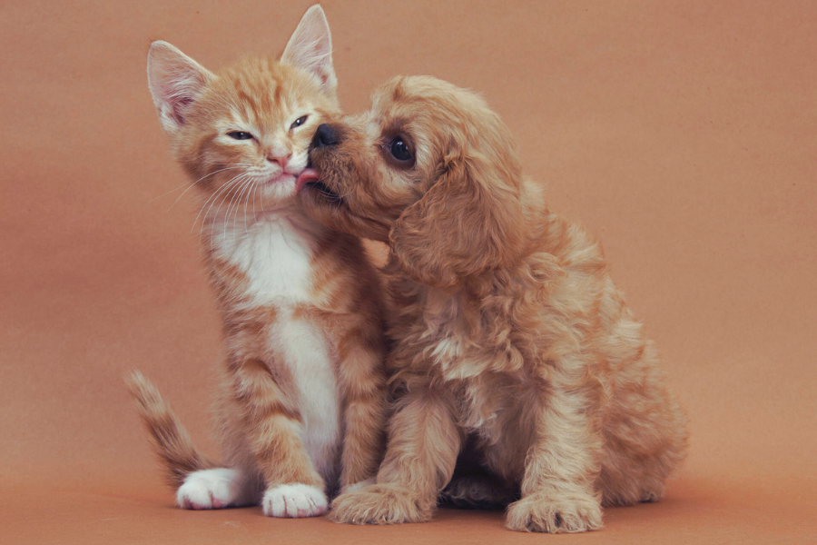 Kitten and puppy caught in playful time.