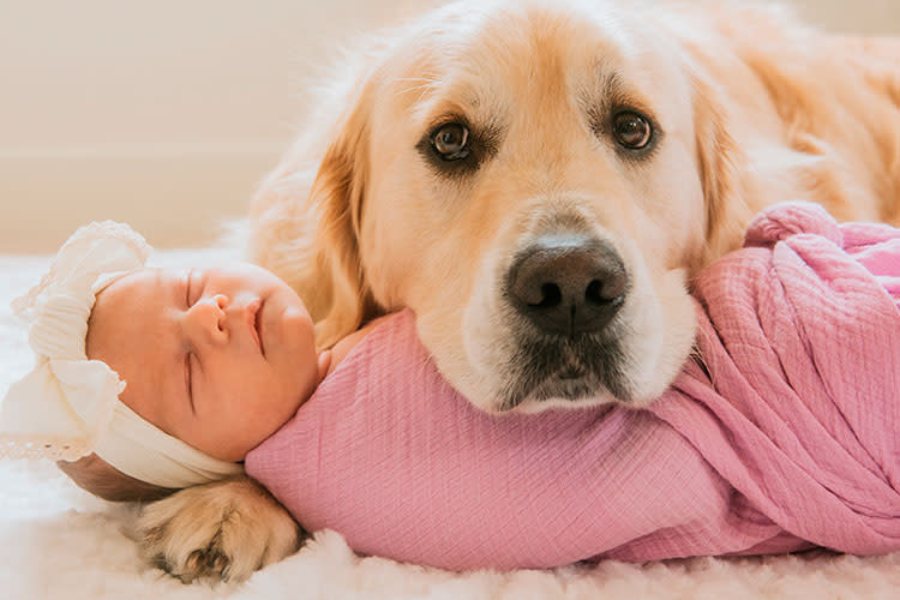 Golden retriever protecting newborn baby.