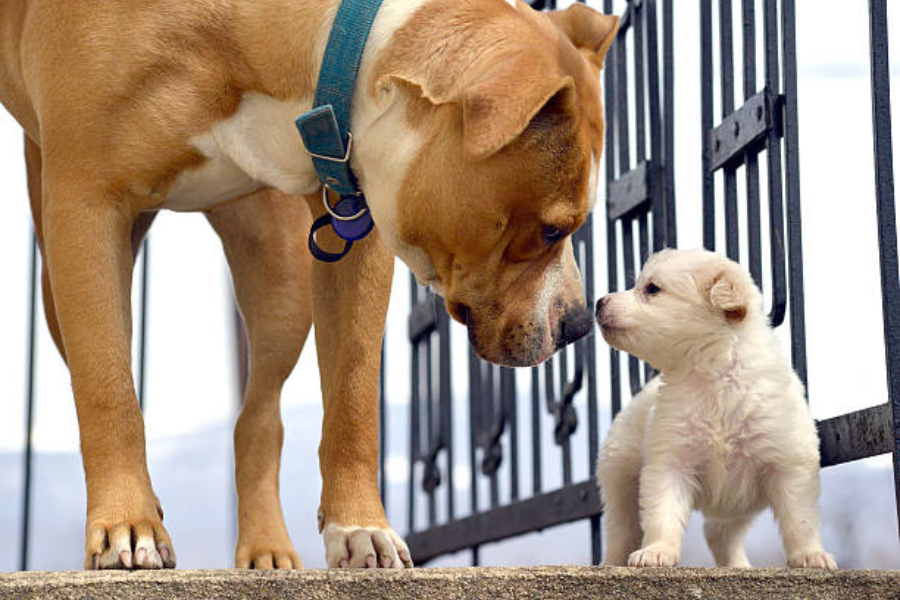 Old dog and puppy meeting for the first time.
