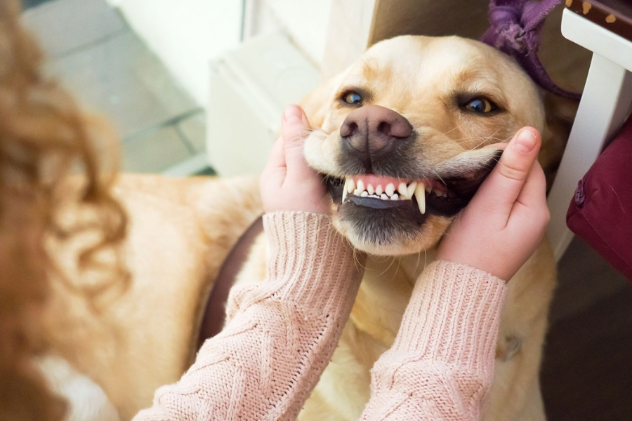 Dog owner checking her dog's teeth.